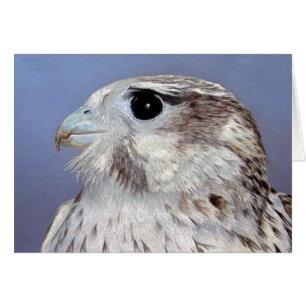Prairie Falcon