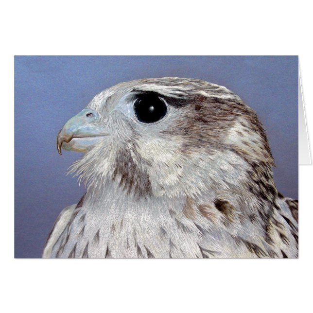 Prairie Falcon (Vorderseite (Horizontal))