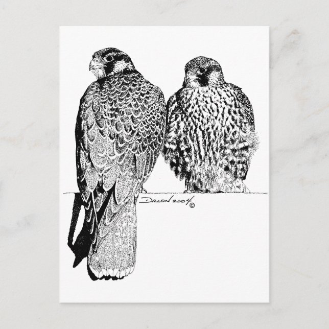 Prairie Falcons Postkarte (Vorderseite)