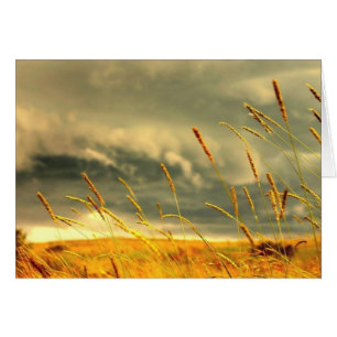 Prairie Grass