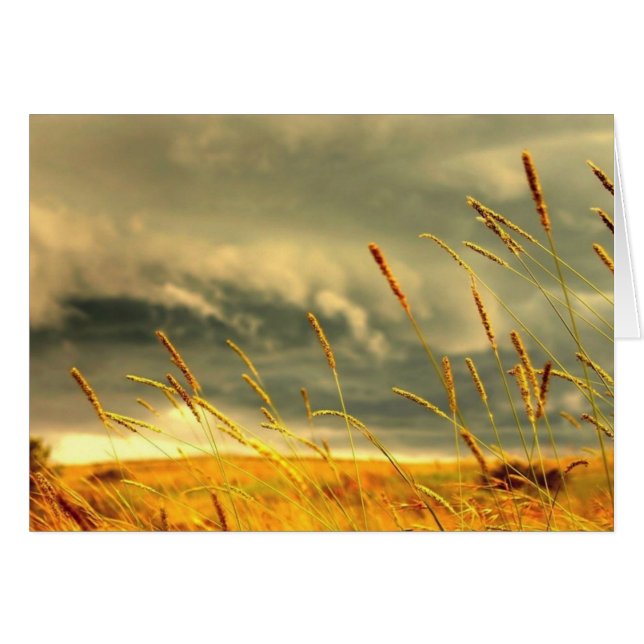 Prairie Grass (Vorderseite (Horizontal))
