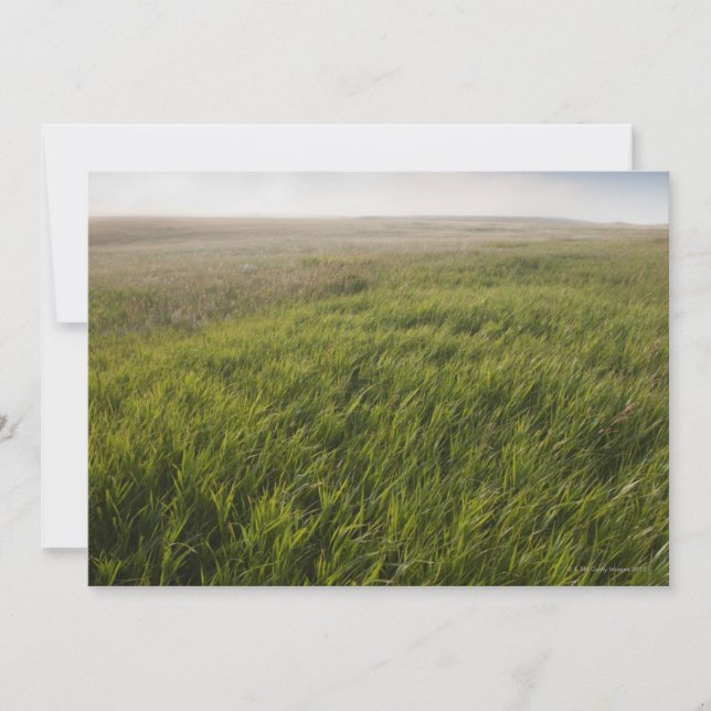 Prairie Grass (Vorderseite)