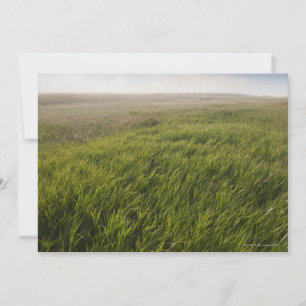 Prairie Grass