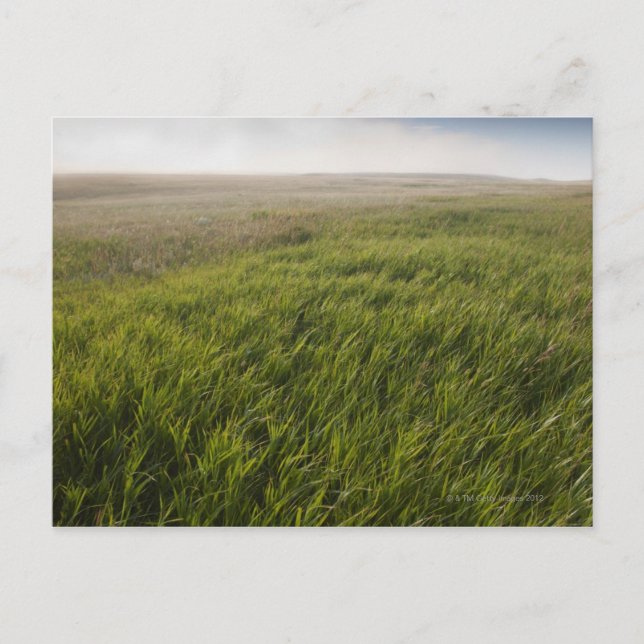 Prairie Grass Postkarte (Vorderseite)
