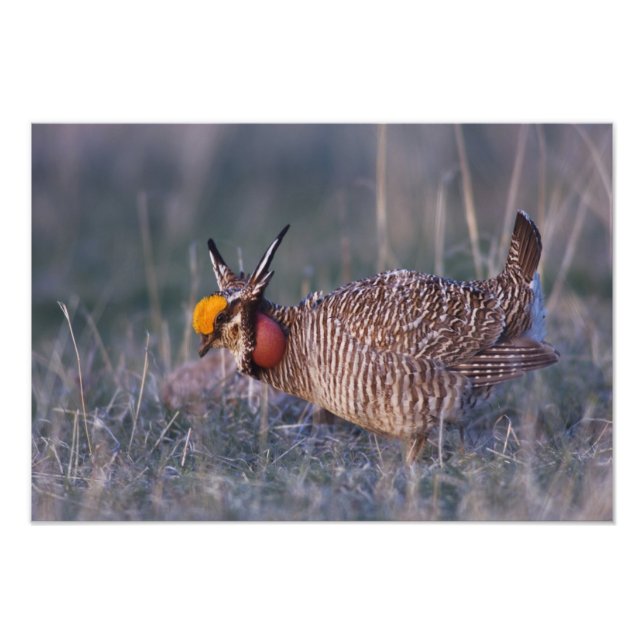 Prairie-Huhn, Tympanuchus Fotodruck (Vorne)