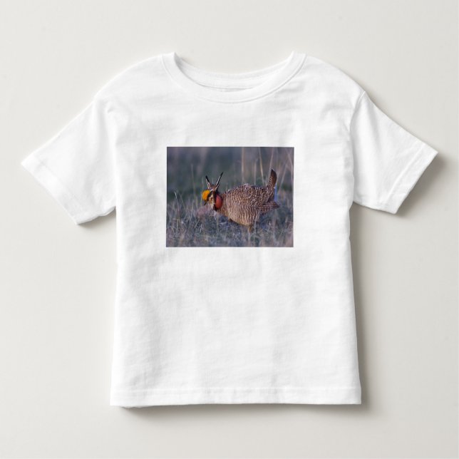 Prairie-Huhn, Tympanuchus Kleinkind T-shirt (Vorderseite)
