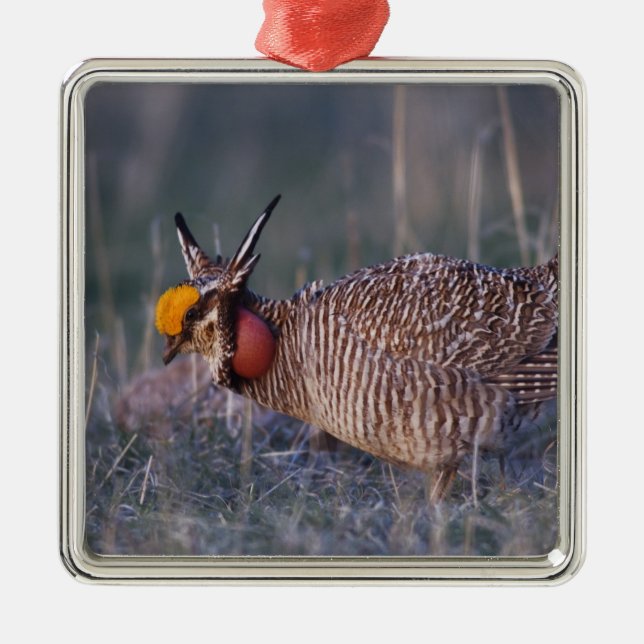 Prairie-Huhn, Tympanuchus Ornament Aus Metall (Vorne)