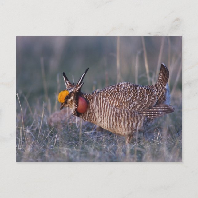 Prairie-Huhn, Tympanuchus Postkarte (Vorderseite)