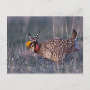 Prairie-Huhn, Tympanuchus Postkarte