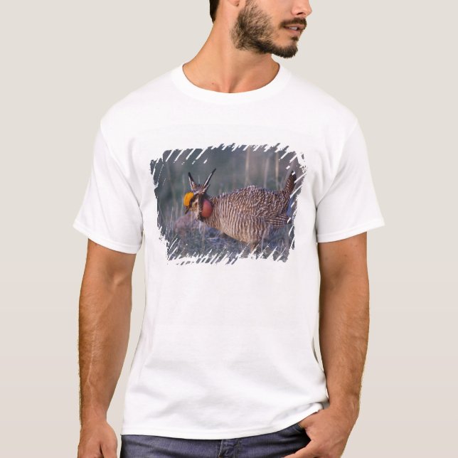 Prairie-Huhn, Tympanuchus T-Shirt (Vorderseite)