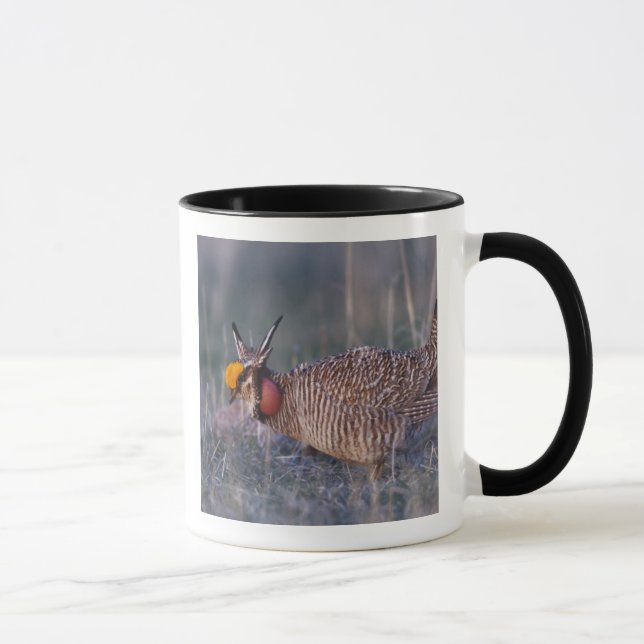 Prairie-Huhn, Tympanuchus Tasse (Rechts)