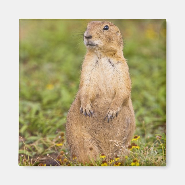 Prairie Hund Cynomys Magnet (Vorne)