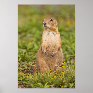 Prairie Hund Cynomys Poster