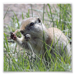 Prairie Hund Mittagspause Fotodruck