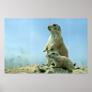 Prairie Hund Mutter und Baby Poster