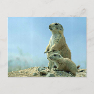 Prairie Hund Mutter und Baby Postkarte