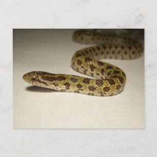 Prairie King Snake Postkarte