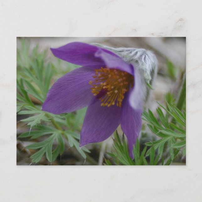 Prairie Pasque North South Dakota Staat Blume Postkarte (Vorderseite)