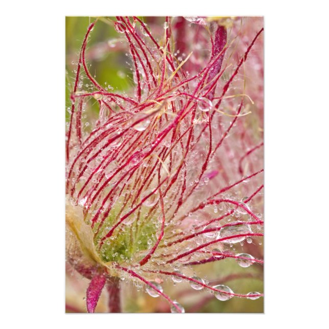 Prairie Smoke im Regen am Theodore Fotodruck (Vorne)