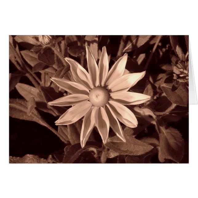 Prairie Sun Rudbeckia B&W (Vorderseite (Horizontal))
