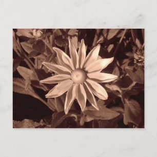 Prairie Sun Rudbeckia - Sepia Postkarte