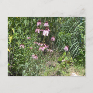 Prairie Views Postkarte