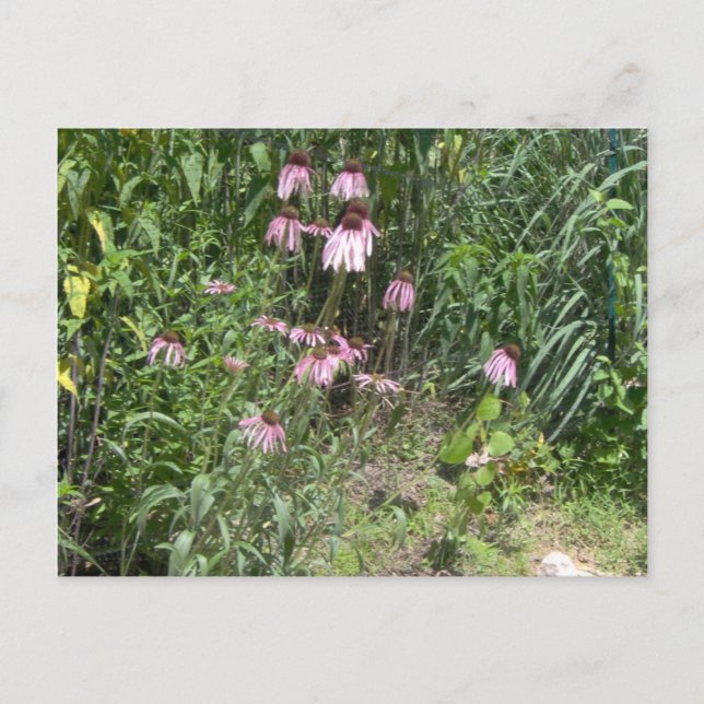 Prairie Views Postkarte (Vorderseite)