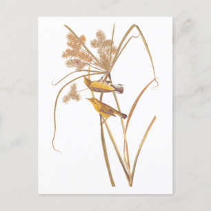 Prairie Warbler Audubon Yellow Bird Postkarte