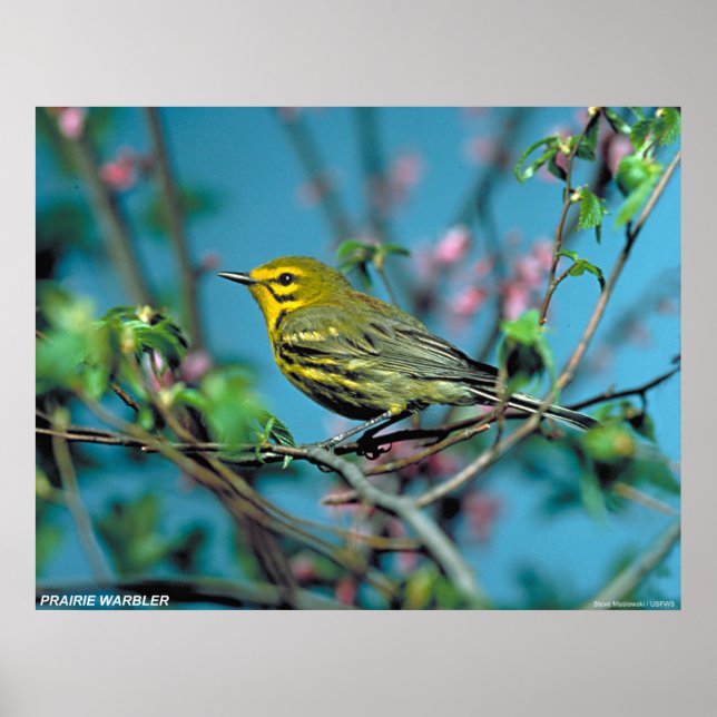 Prairie Warbler Poster (Vorne)