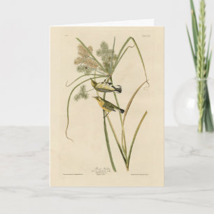 Prairie Warbler von Audubons Vögeln von Amerika Karte