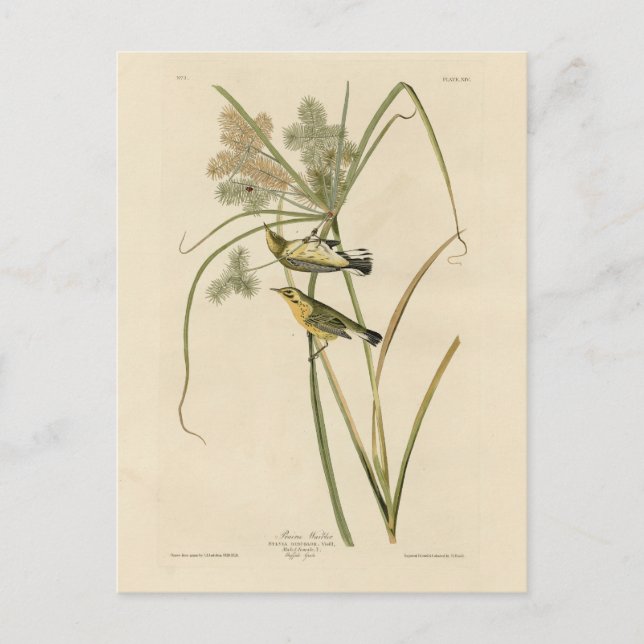 Prairie Warbler von Audubons Vögeln von Amerika Postkarte (Vorderseite)