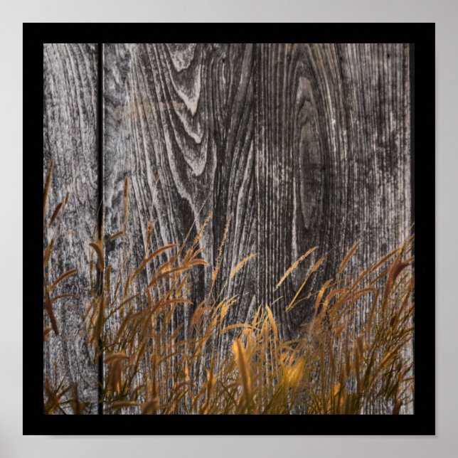 Prairie Wheat on Stall Board Poster (Vorne)