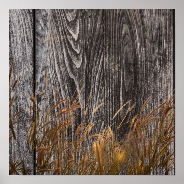 Prairie Wheat on Stall Board Poster (Vorne)