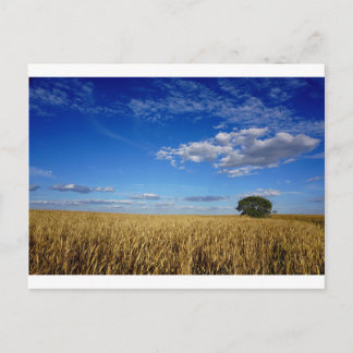 Prairie Wheat und sky Postkarte