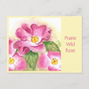 Prairie Wild Rose Post Card Postkarte