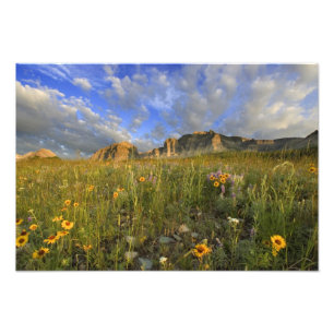 Prairie-Wildblumen am Windy Creek im Many Fotodruck