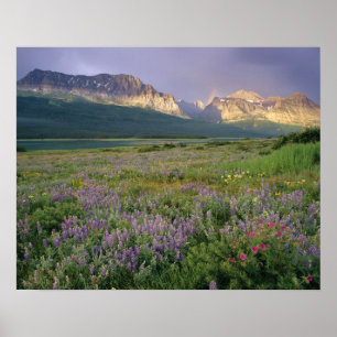 Prairie-Wildblumen entlang des Lake Sherbourne in Poster