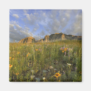 Prairie-Wildblumen im Many Glacier Valley bei Magnet