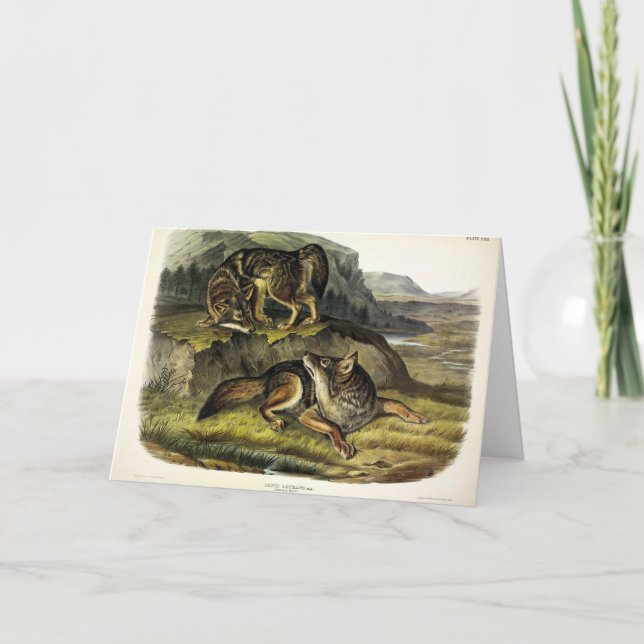 Prairie Wolf (Coyote) von Audubons Quadrupeds Karte (Vorderseite)