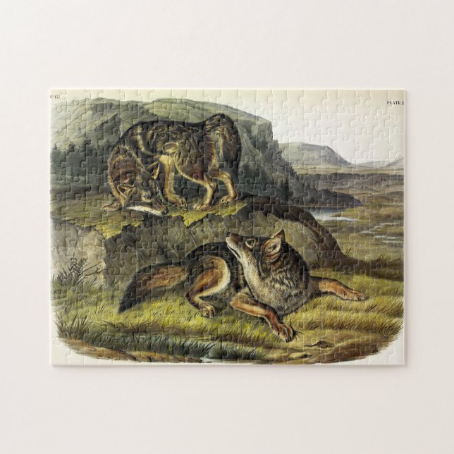 Prairie Wolf (Coyote) von Audubons Quadrupeds Puzzle (Horizontal)