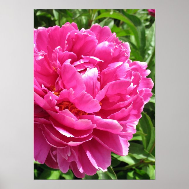 Praktisch perfektes Peony Poster (Vorne)