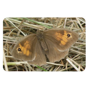 Prämienmagnet für Weibliche Schmetterlinge Magnet