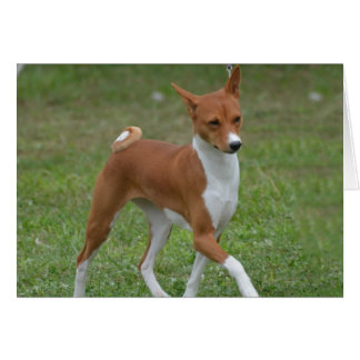 Prancing Basenji Dog