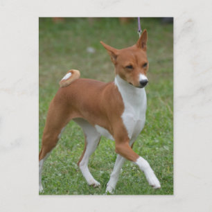 Prancing Basenji Dog Postkarte