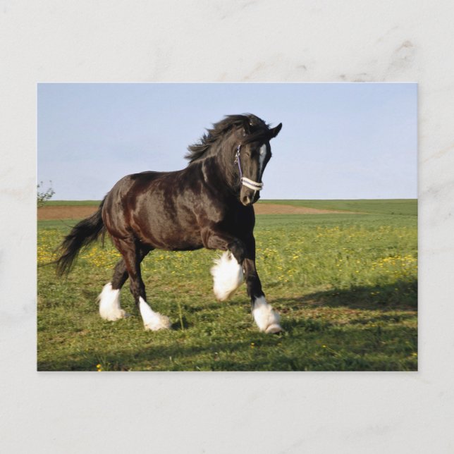 Prancing Clydesdale Postkarte (Vorderseite)