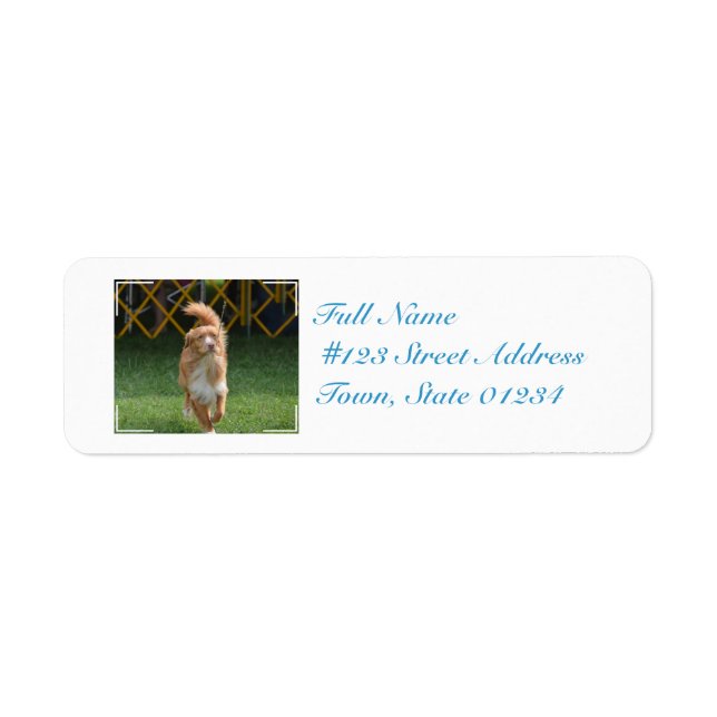 Prancing Nova Scotia Retriever (Vorne)