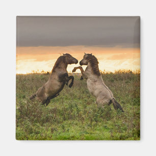 Prancing Wildpferden Magnet