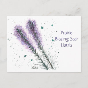 Prärie Blazing Star Postkarte 