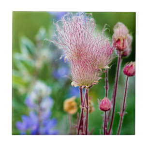 Prärie-Rauch-Wildblumen im Espenhain 2 Fliese