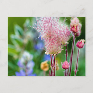 Prärie-Rauch-Wildblumen im Espenhain 2 Postkarte